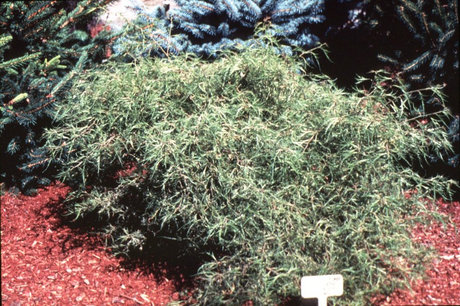 Берёза Тростс Дварф