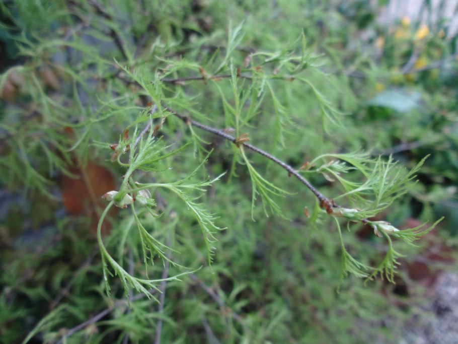 Береза повислая Грацилис