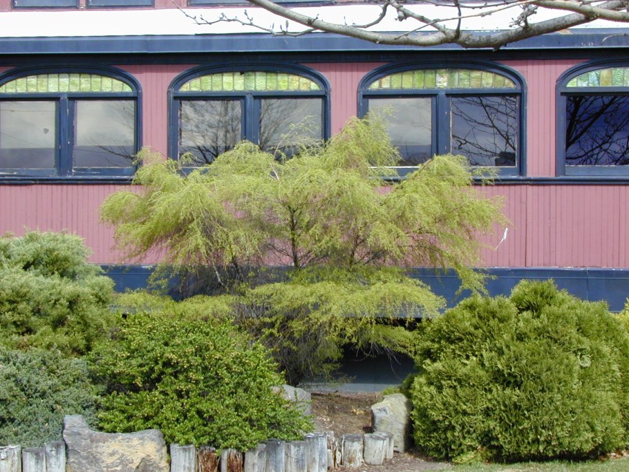 Берёза Тростс Дварф