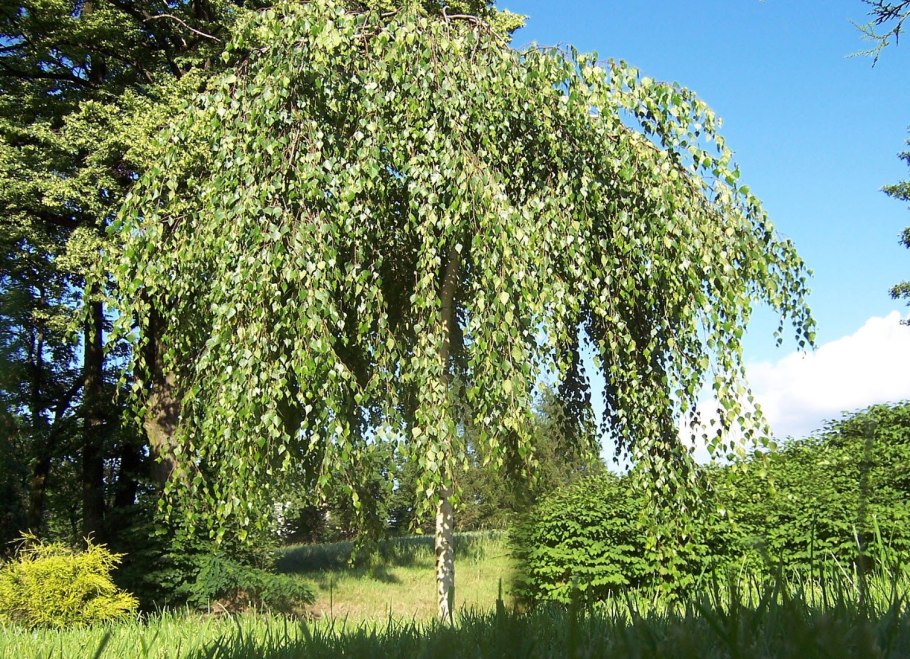 Берёза повислая