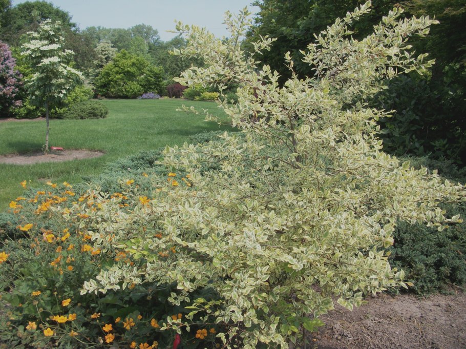 Лиственница тонкочешуйчатая Пендула