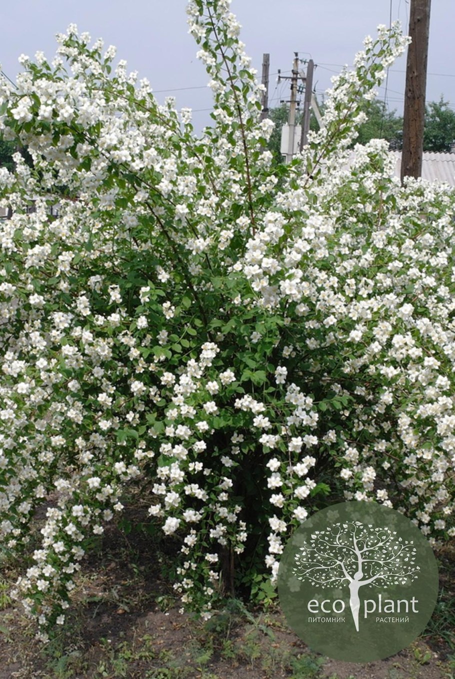 Ива пурпурная Пендула