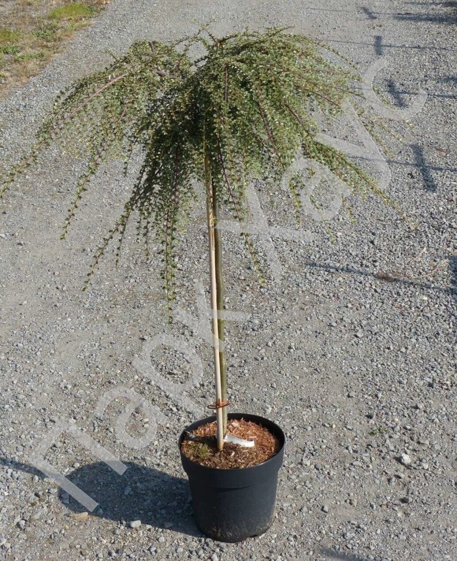 Плакучая береза карликовая