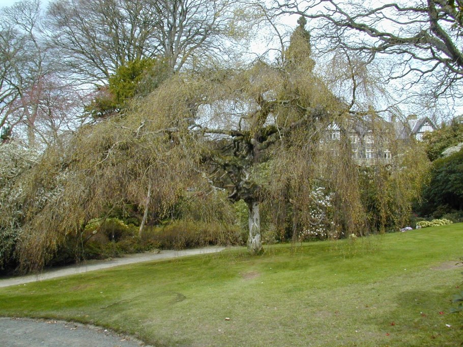 Береза повислая Тростс Дварф