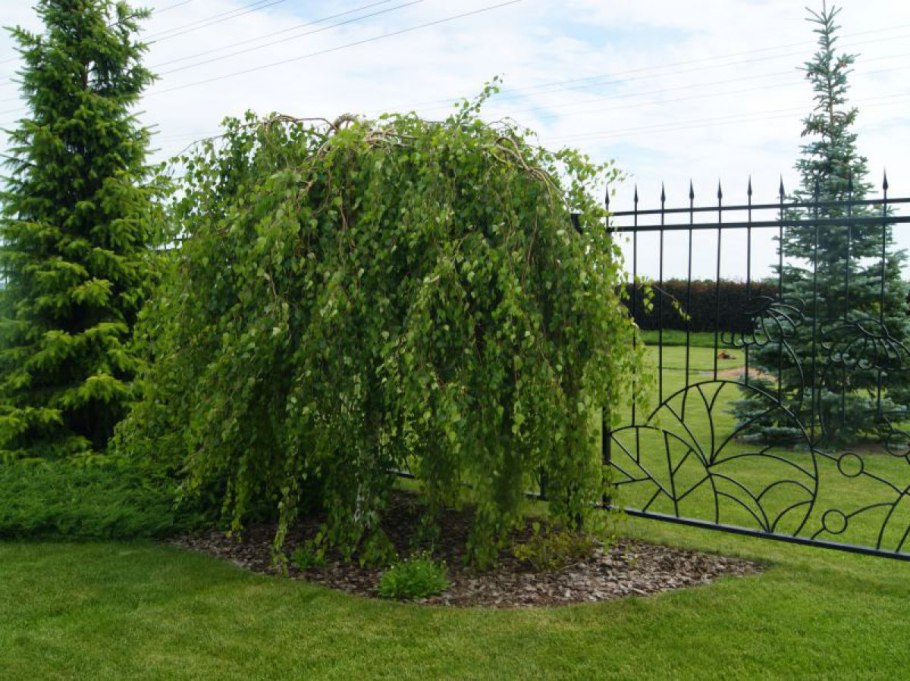 Плакучая береза карликовая