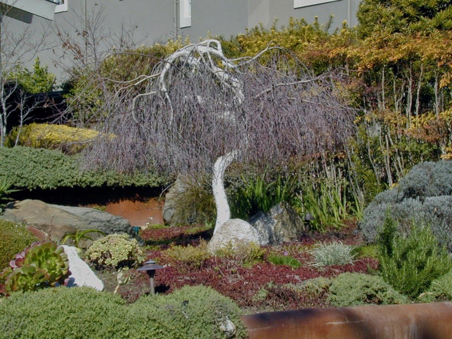 Ива повислая на штамбе