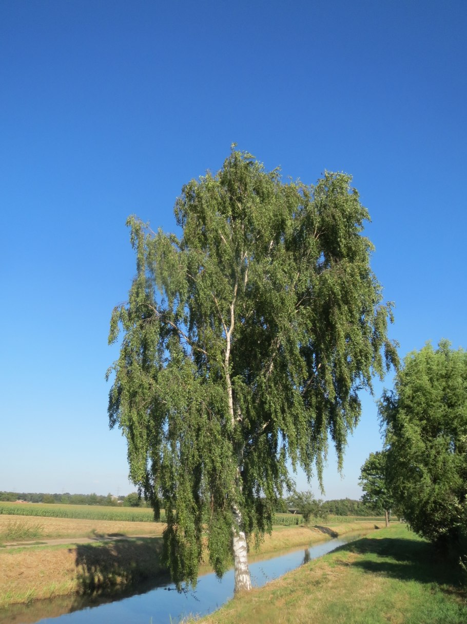 Береза повислая Грацилис