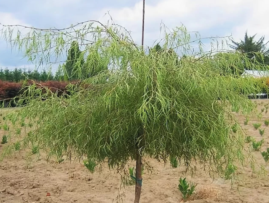 Береза повислая Тростс Дварф