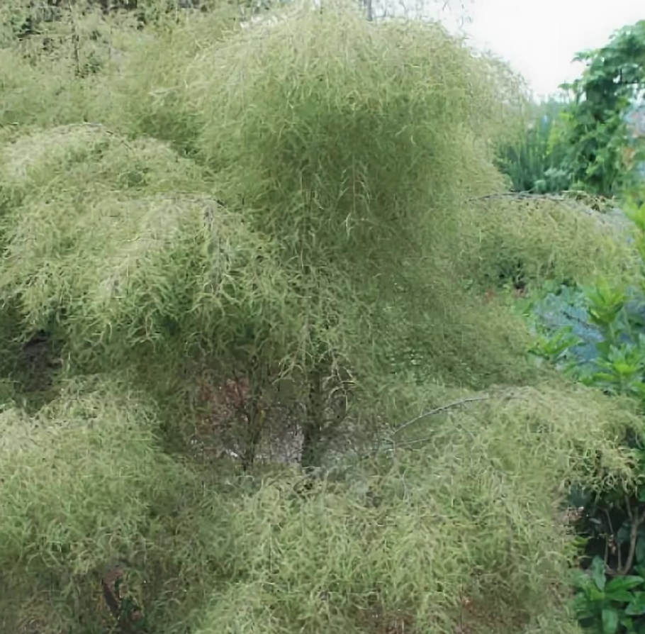 Береза повислая Trost Dwarf