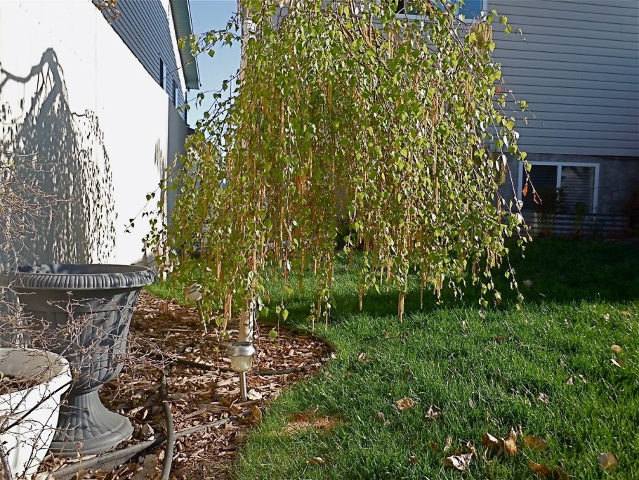 Береза Trost's Dwarf