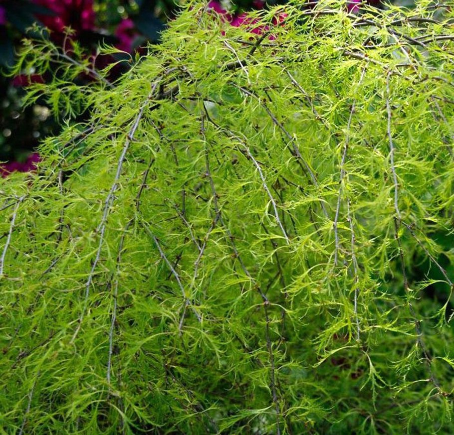 Береза Пендула Юнги