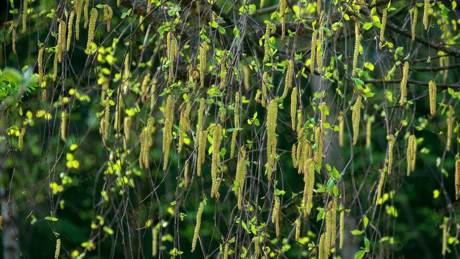 Betula pendula Trost's Dwarf