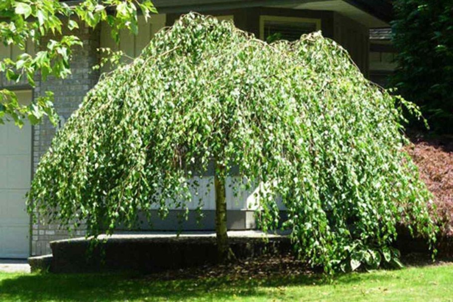 Береза повислая юнги betula pendula youngii