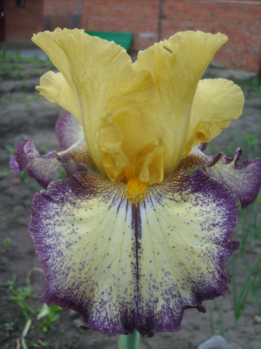 Ирис Сибирский Йеллоу Тейл