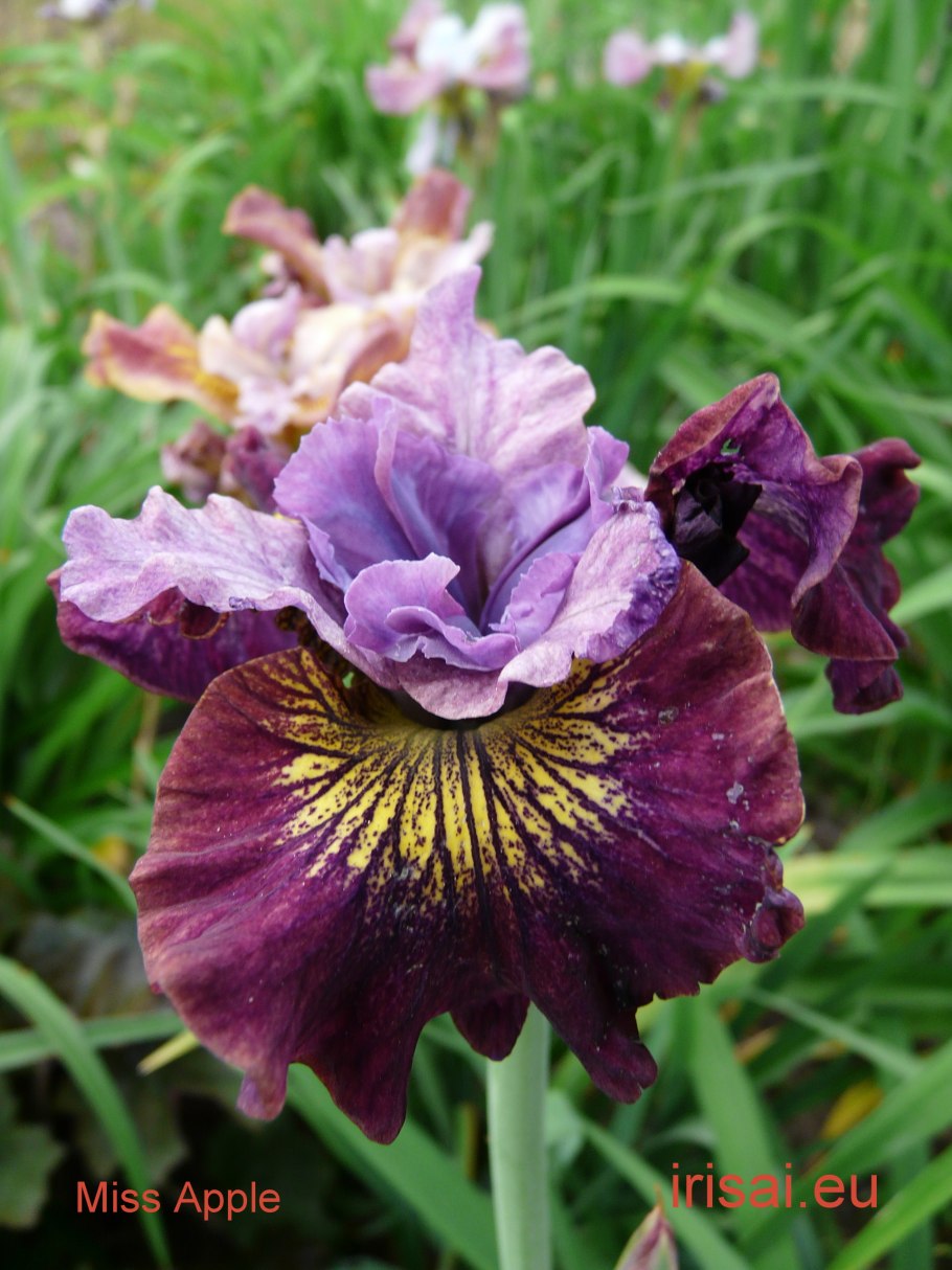 Морган Вуд ирисы