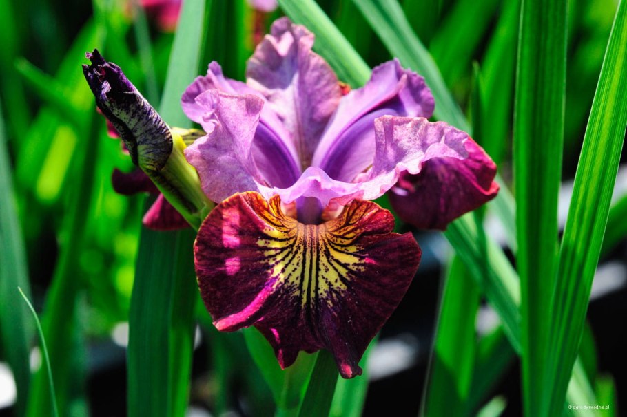 Ирис Сибирский Мисс Эппл фото