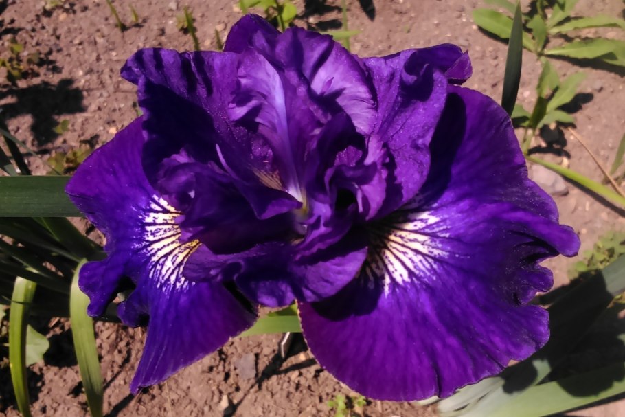 Ирис Сибирский черри флинг