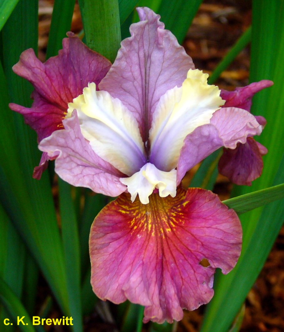 Ирис Сибирский Пейнтед Вумен