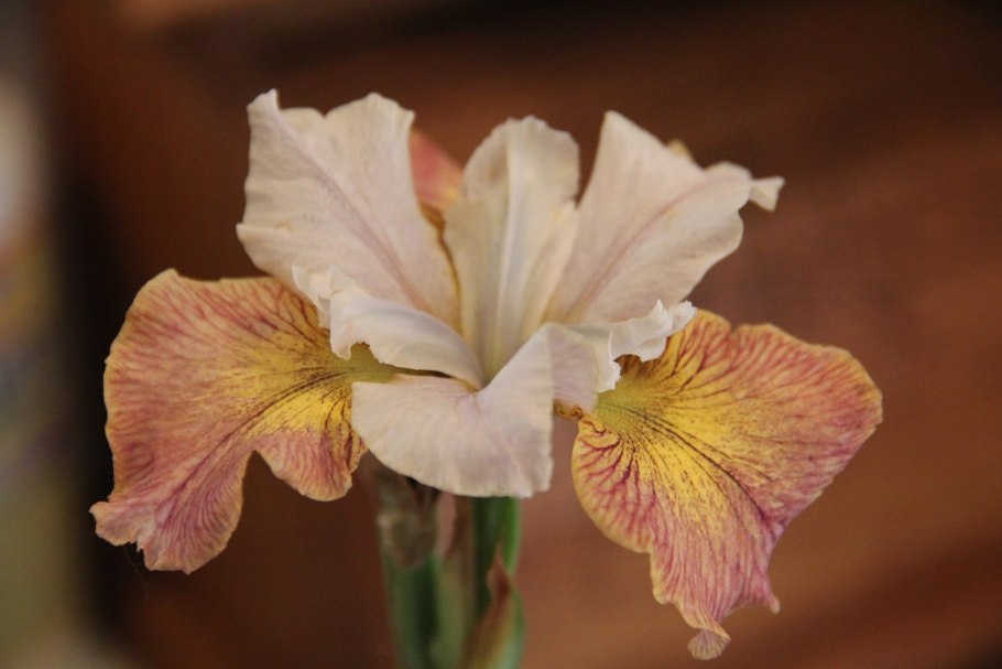 Ирис сибирский jerry murphy