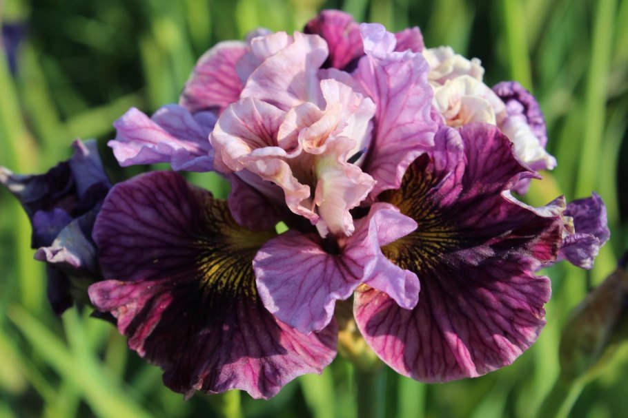 Ирис Сибирский хау Одейшес