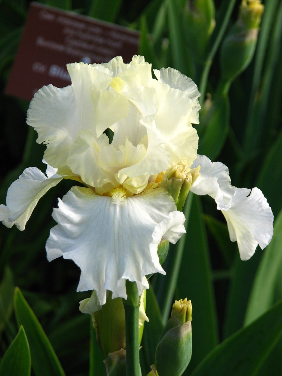 Ирис Сибирский Конкорд краш