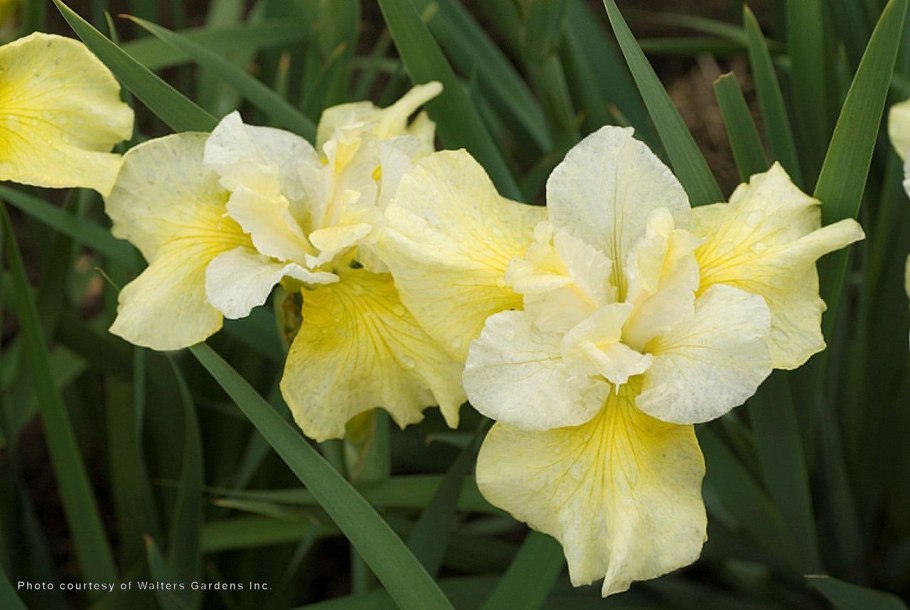 Ирис Сибирский Дабл стандарт