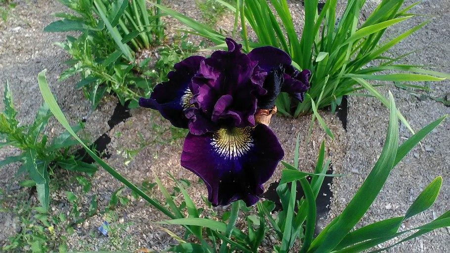 Ирис Вайт Мэджик