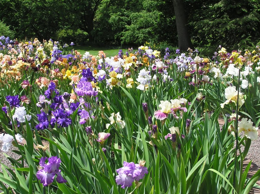 Ирис Сибирский Нагаребоши