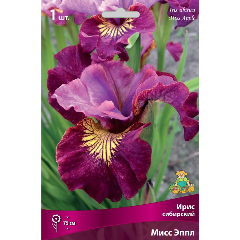 Ирис Сибирский Sugar Rush