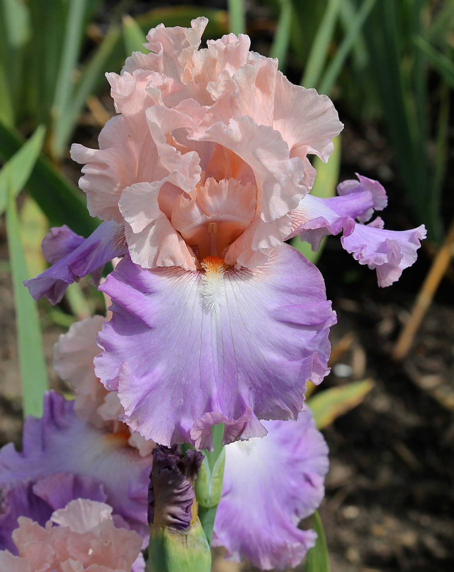 Ирис Сибирский "Ego" (Iris sibirica)