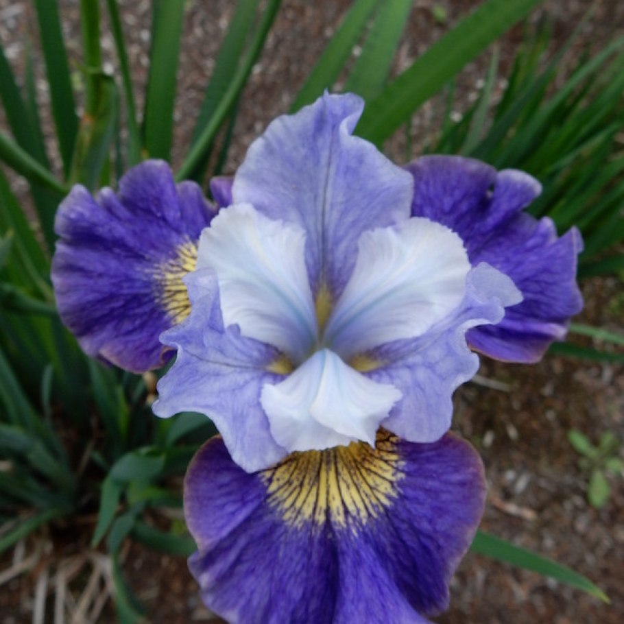 Ирис Эппл грей