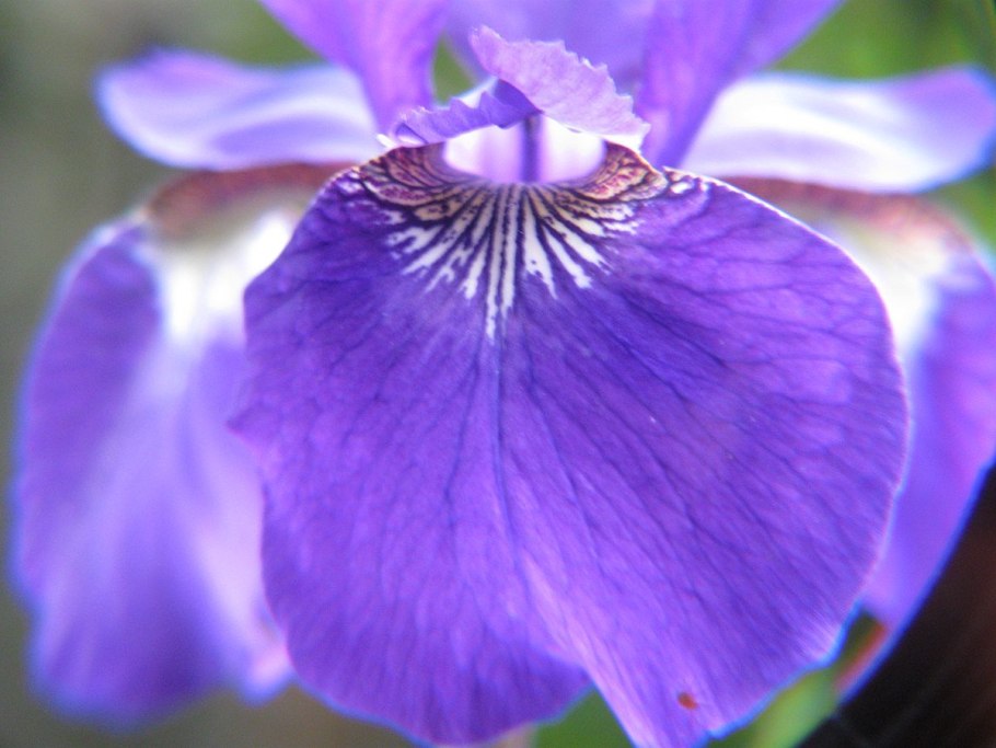 Ирис леди Ванесса (Сибирский)