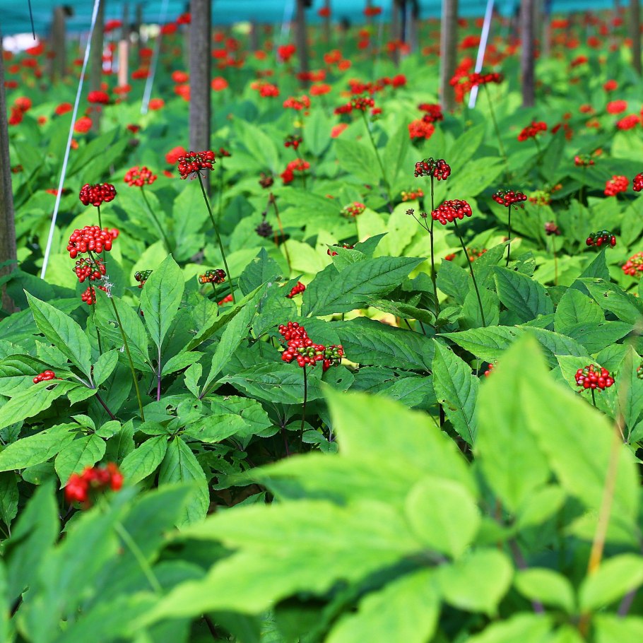 Panax Ginseng женьшень