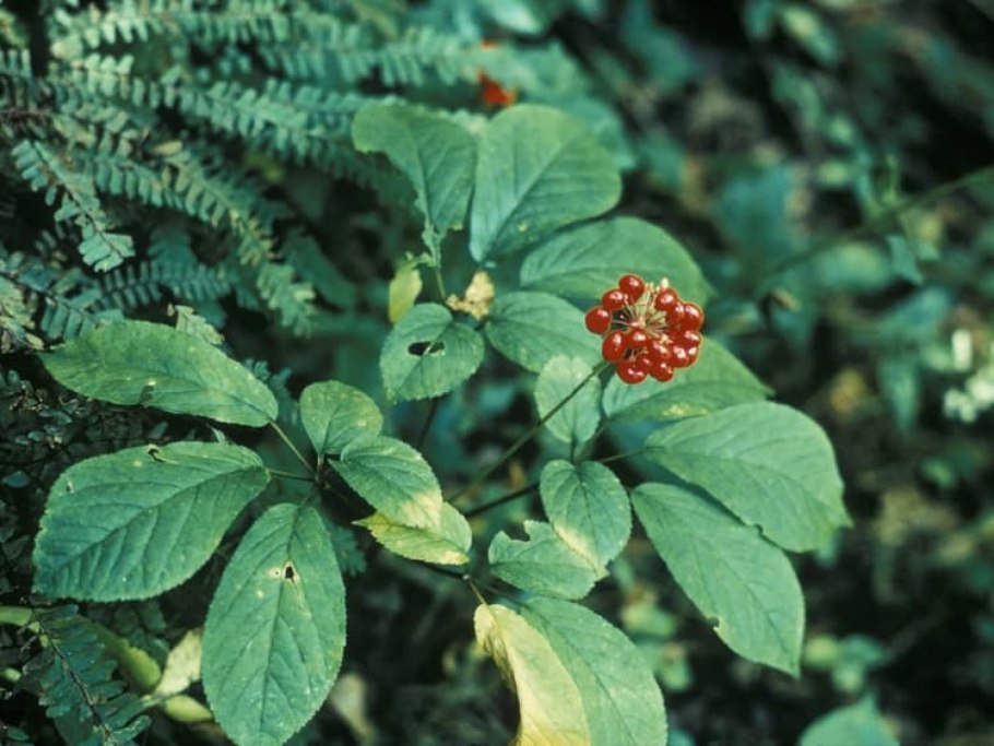 Panax quinquefolius