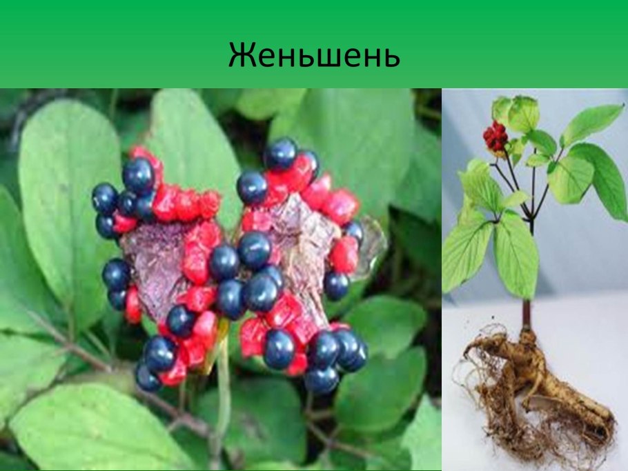Женьшень Дальний Восток