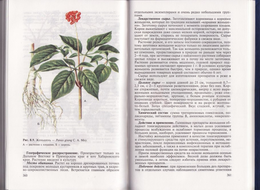 Женьшень лечебное растение