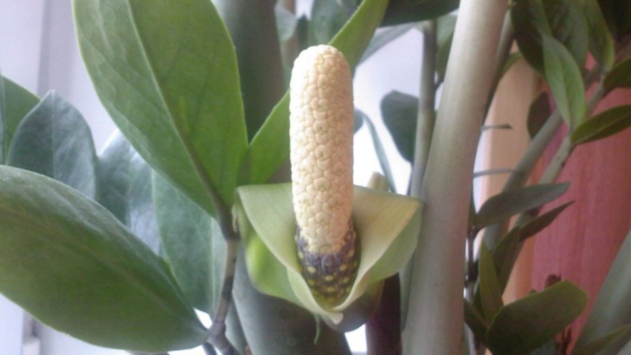 Как выглядит бутон замиокулькаса фото