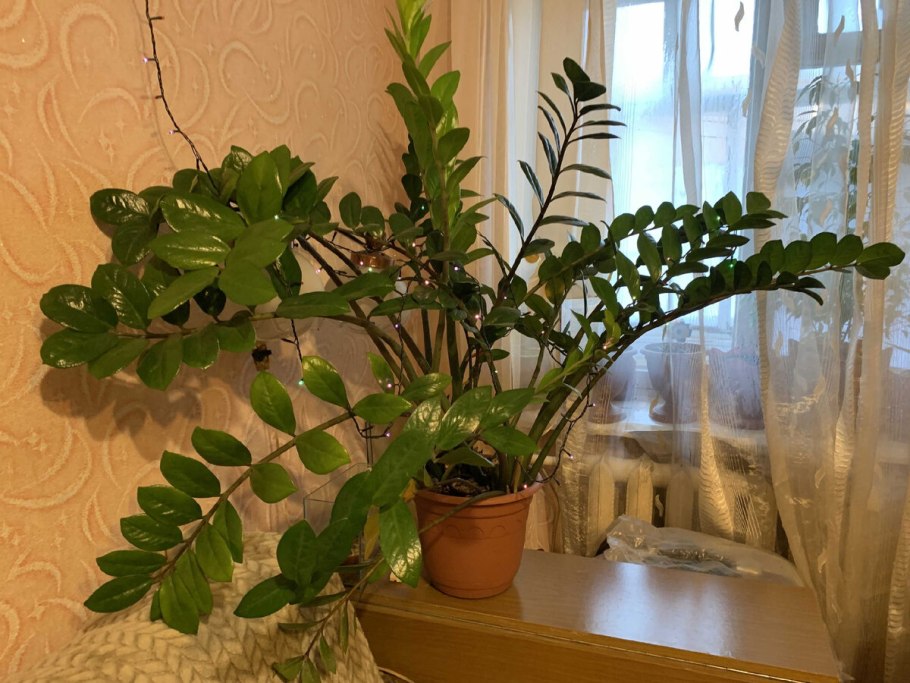 Замиокулькас Занзибар