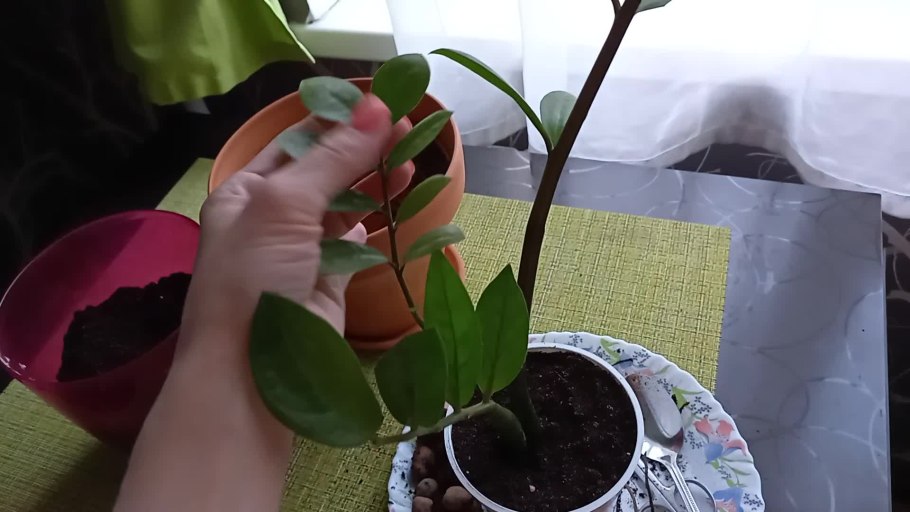 Замиокулькас на стволе коричневое