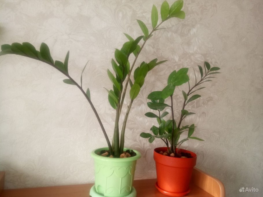 Паутинный клещ на замиокулькас