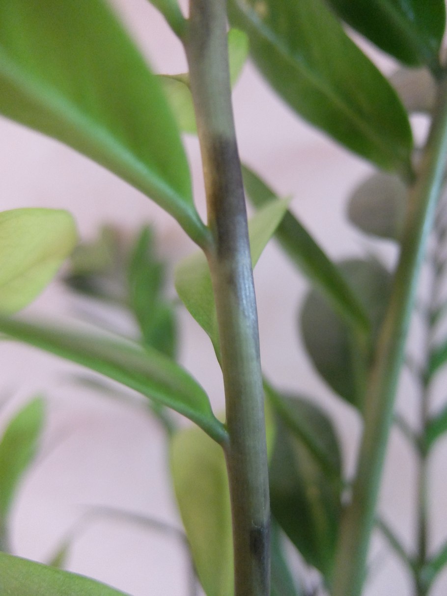 Антракноз замиокулькас