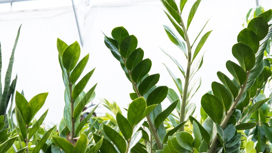 Замиокулькас для дома хорошо или плохо