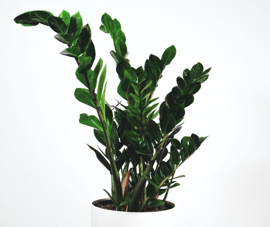 Замиокулькас темные пятна на стволе