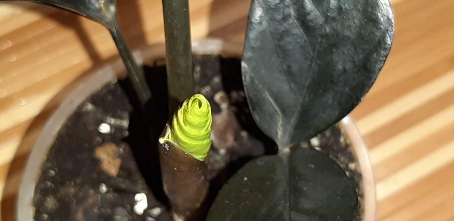 Замиокулькас листья сморщиваются