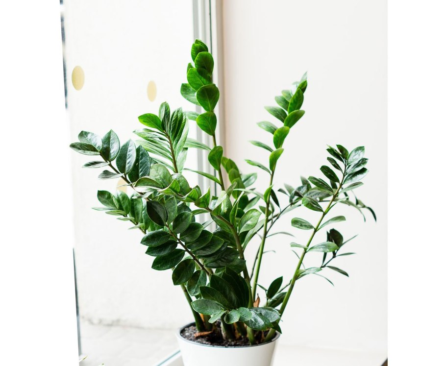 Щитовка на спатифиллум