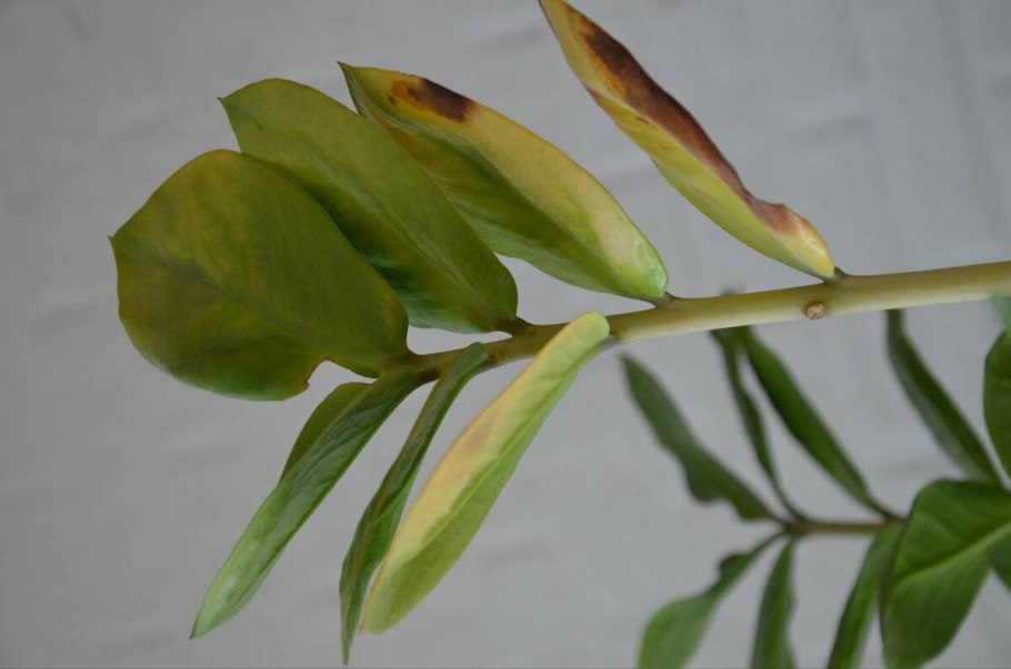 Загадки про замиокулькас