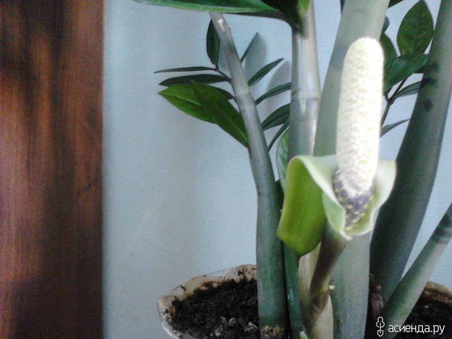 Замиокулькас Родина