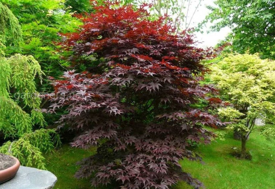 Клен Acer palmatum Atropurpureum