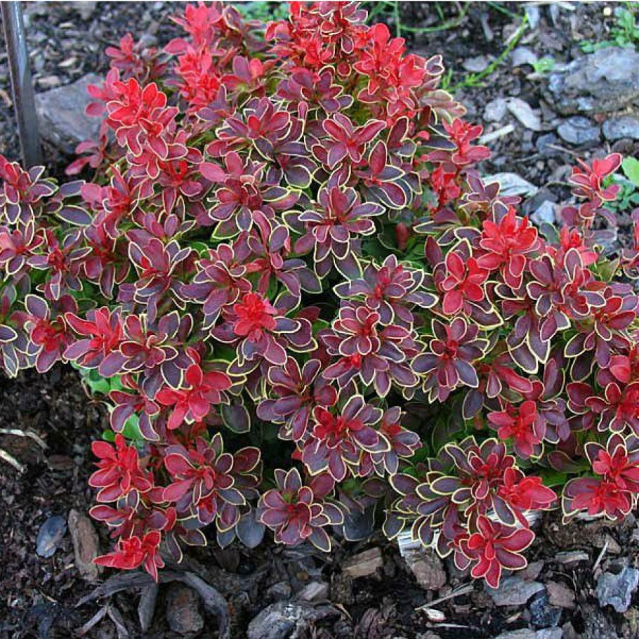 Японский клен Acer palmatum