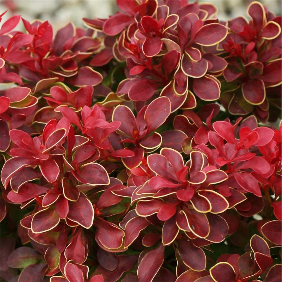 Пуансеттия пурпурная